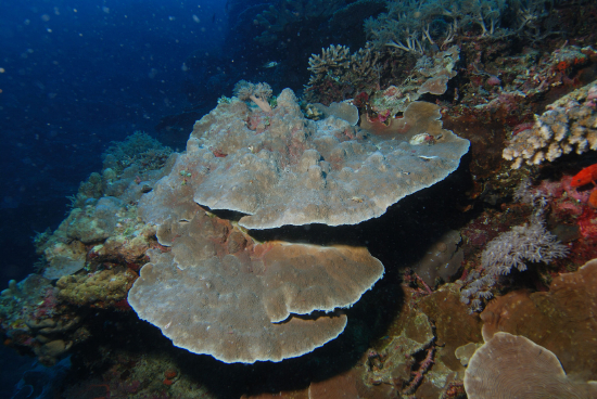  Montipora foliosa (Scroll Coral, Cabbage Coral)